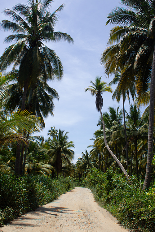 palm trees